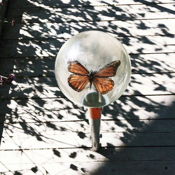 Comment concevoir un jardin attractif pour les insectes bénéfiques en milieu urbain ?